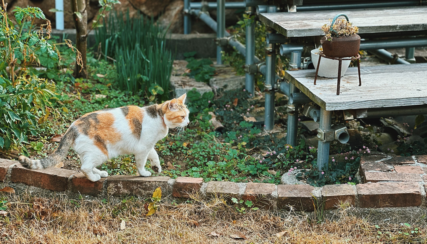 尾道の猫