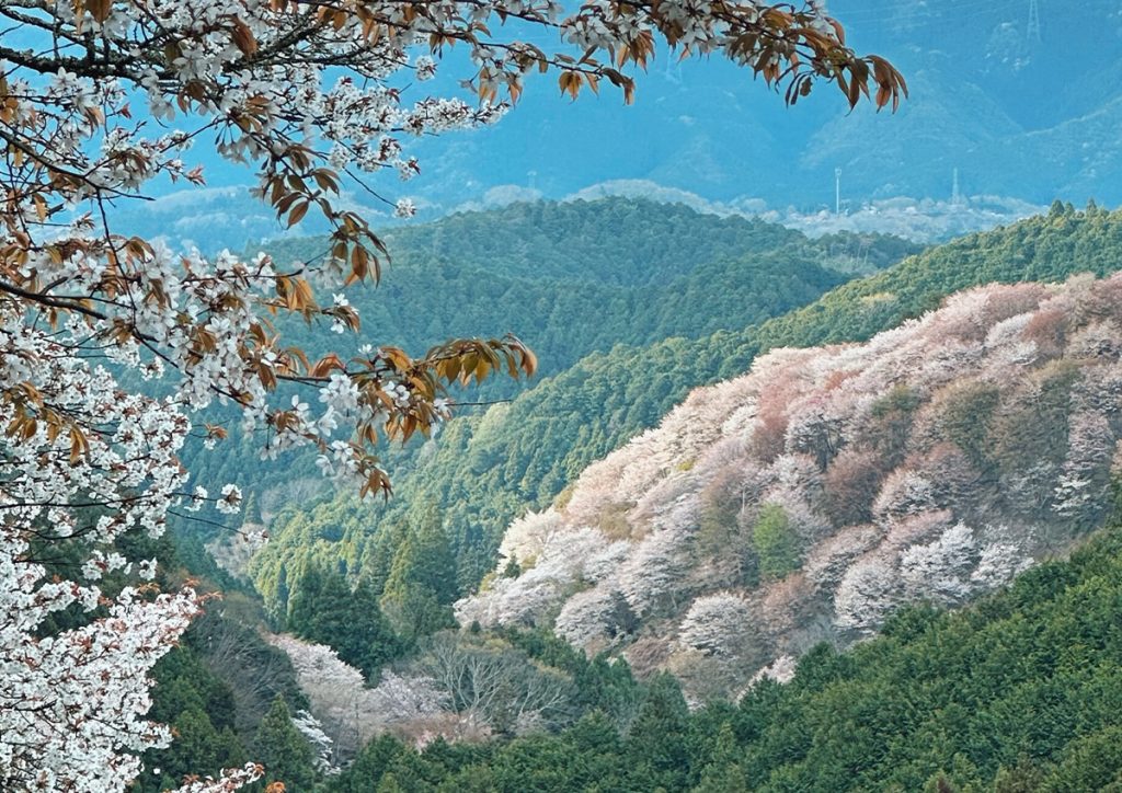 奈良の吉野でお花見