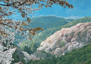 奈良の吉野でお花見