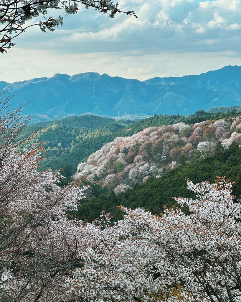 奈良の吉野でお花見