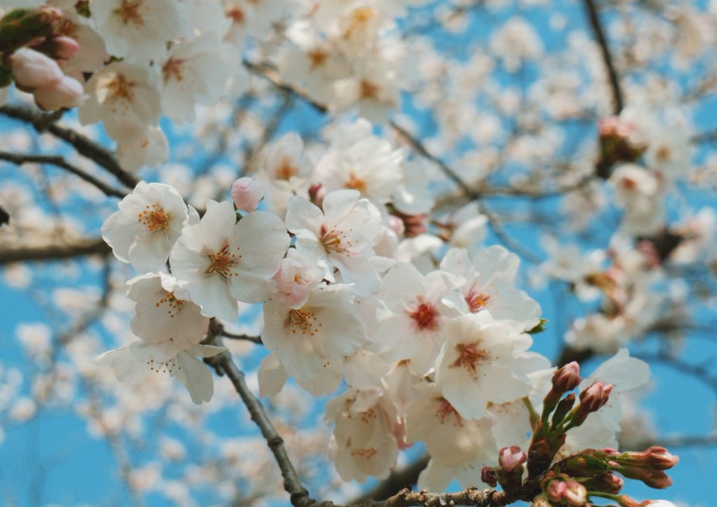 奈良の吉野でお花見