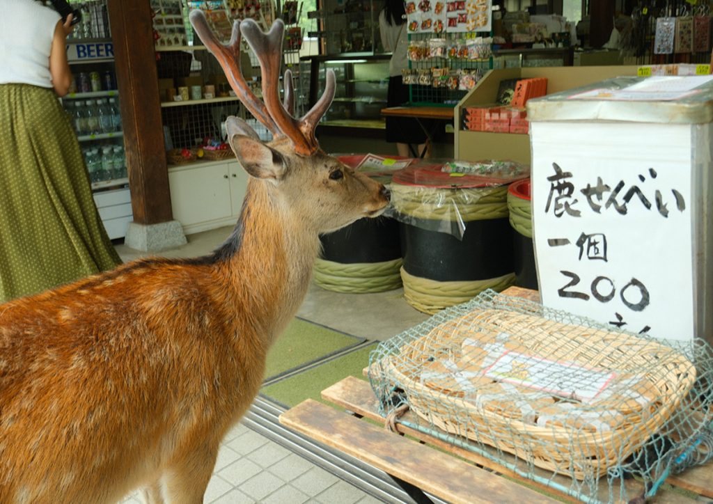 ご飯が欲しい鹿さん