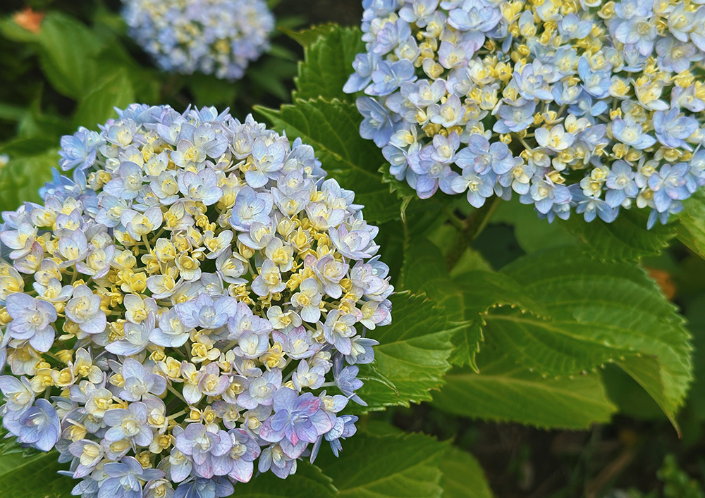 紫陽花