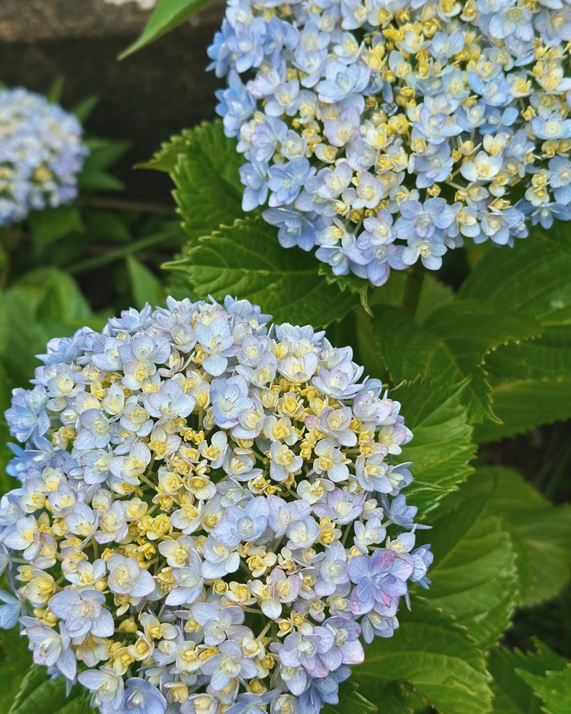 紫陽花