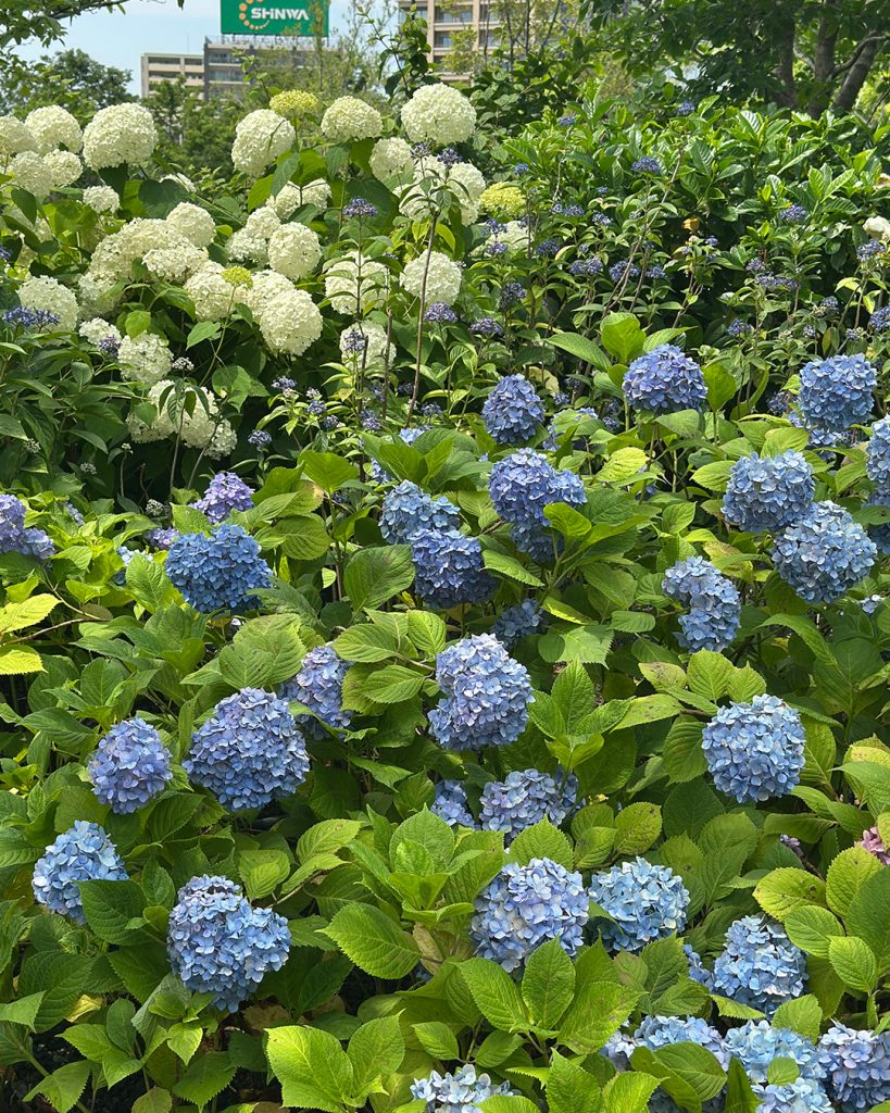 大阪、グラングリーンの紫陽花