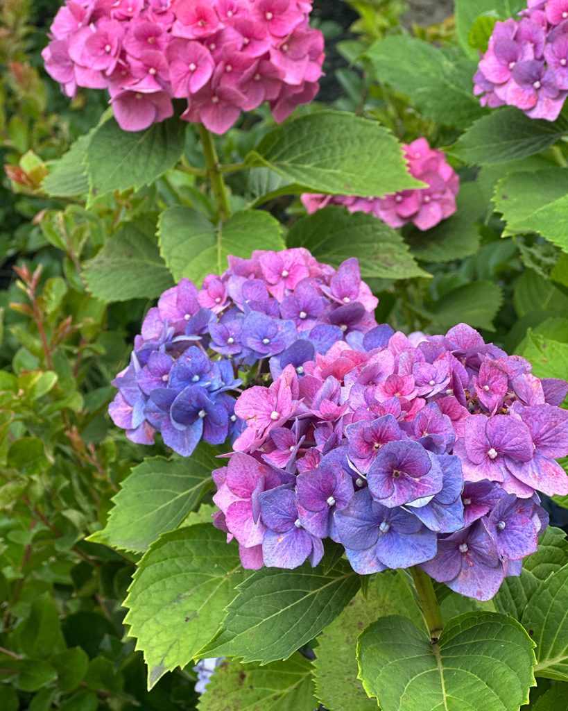 大阪、グラングリーンの紫陽花