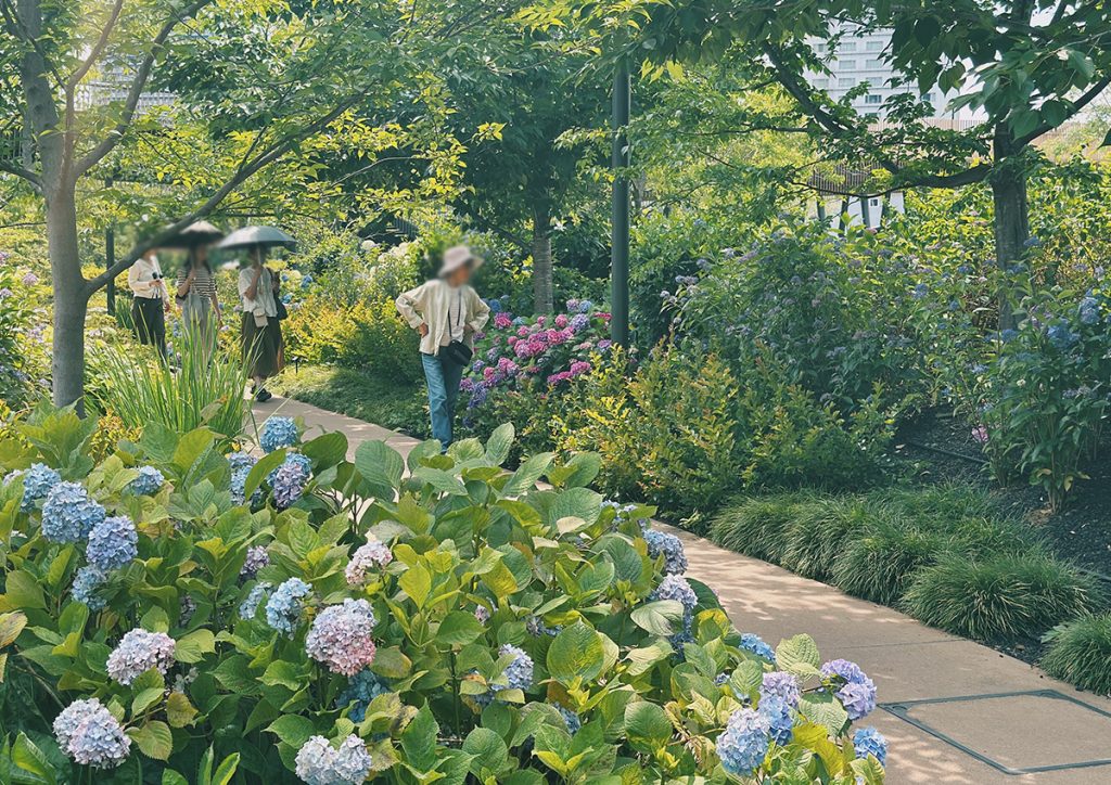 大阪、グラングリーンの紫陽花